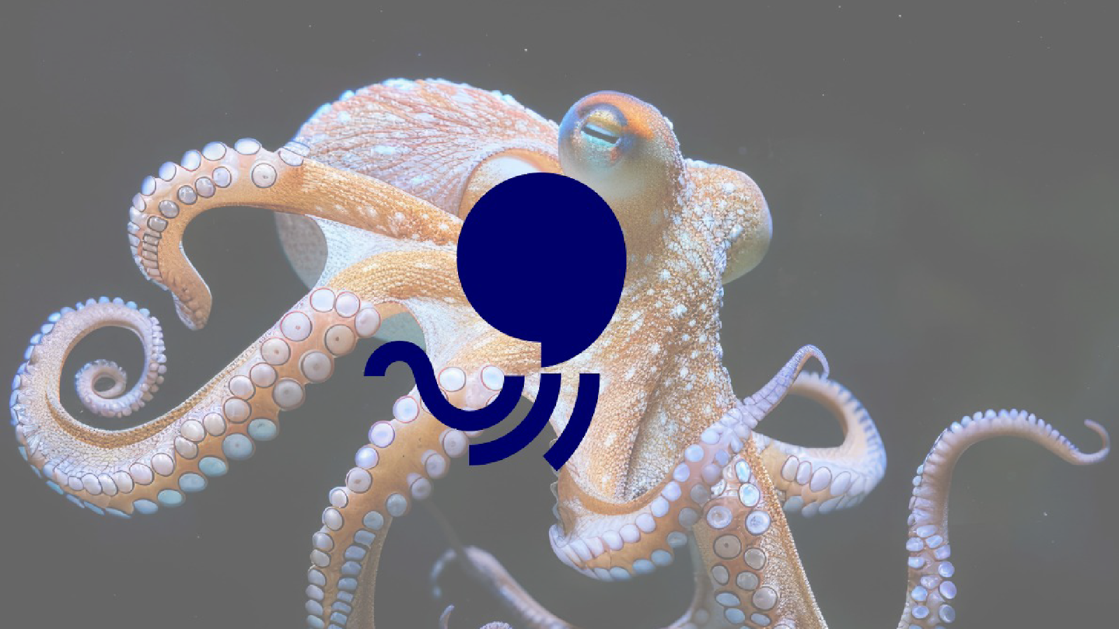 Referência visual do polvo que inspirou a marca Vanvalu